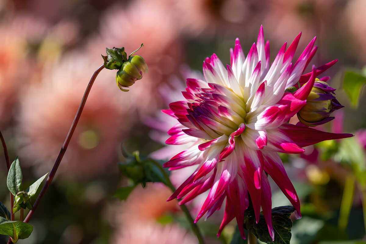 TPFR82222: Fleur éclatante dans le jardin