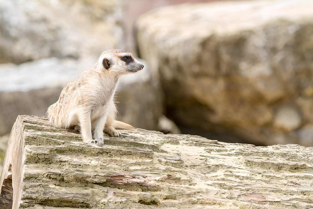 TPFR30916: Suricate sur un tronc d'arbre