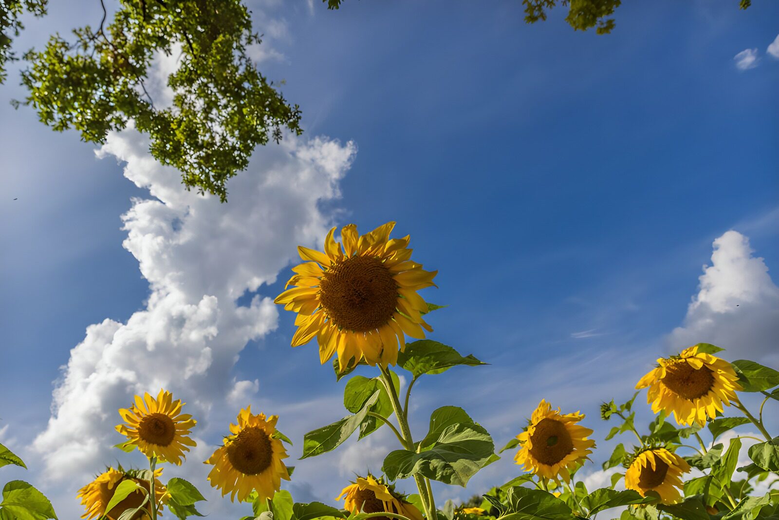 TPFR44110: Champs de tournesols sous le ciel bleu