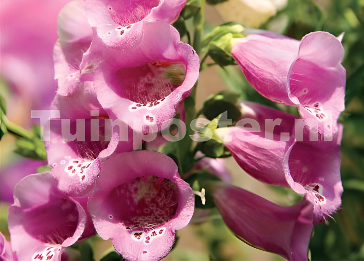 Photo de fleurs 36