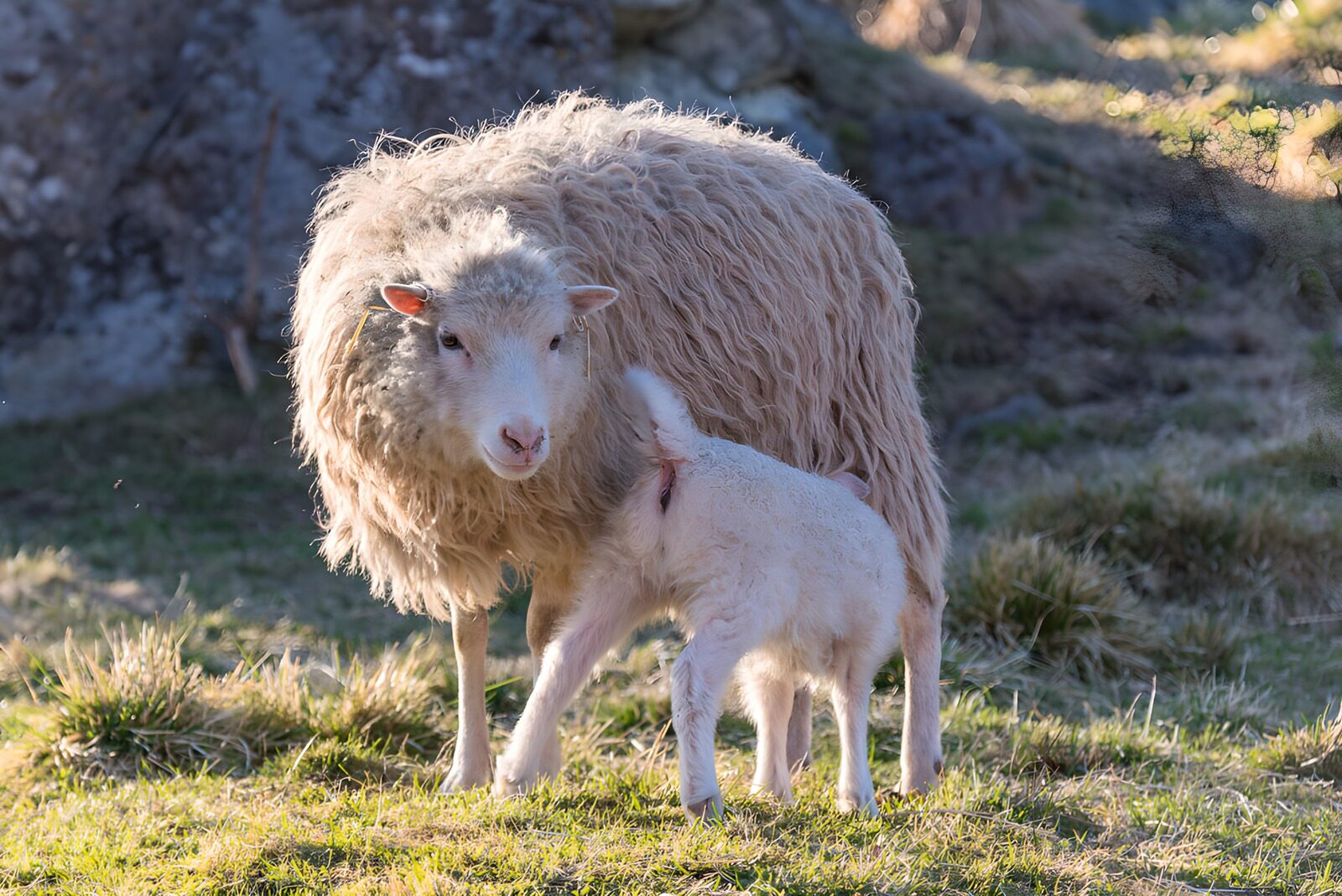 TPFR21803: Mouton et agneau dans le pré