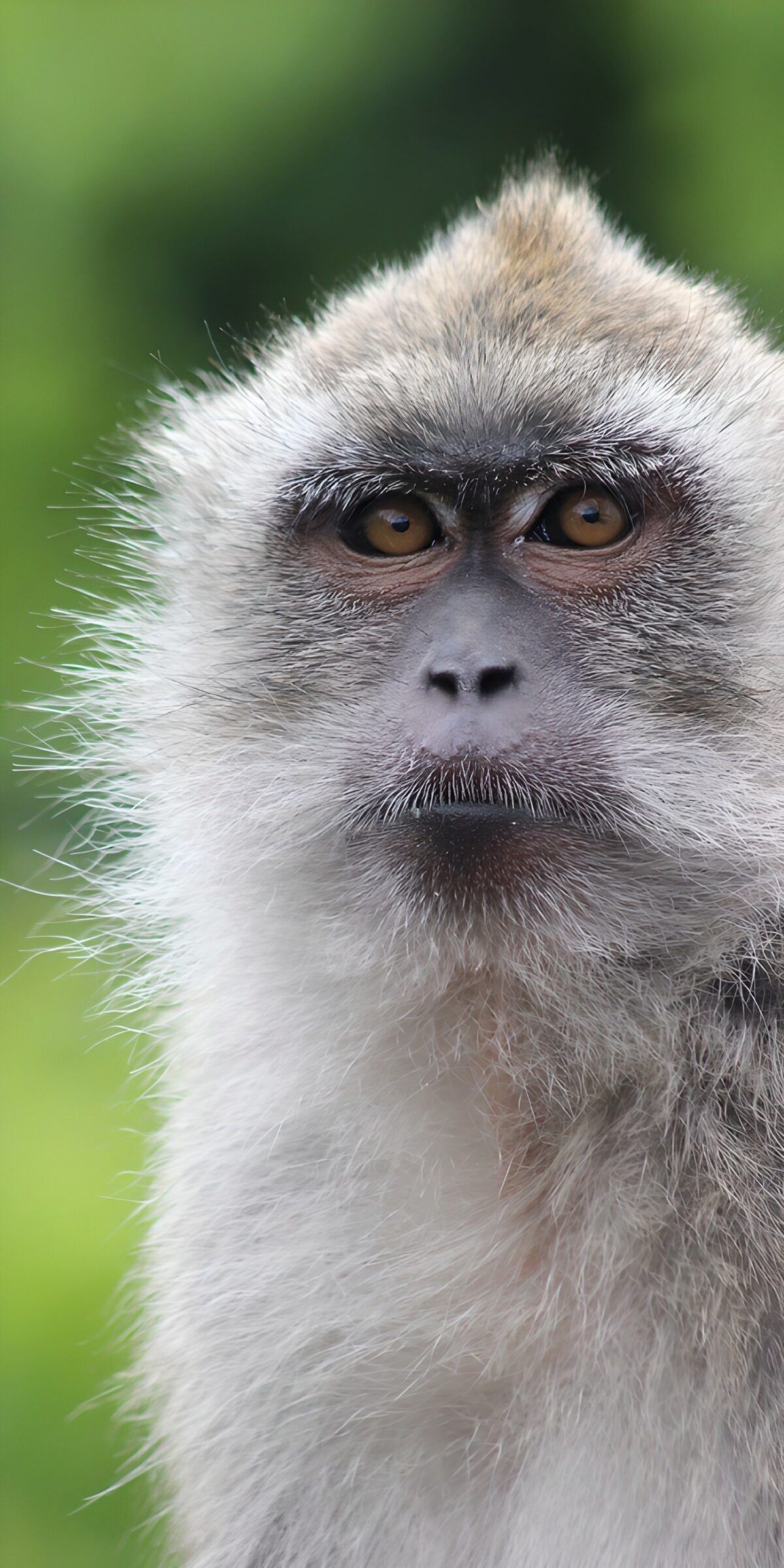 TPFR64846: Singe curieux dans la nature