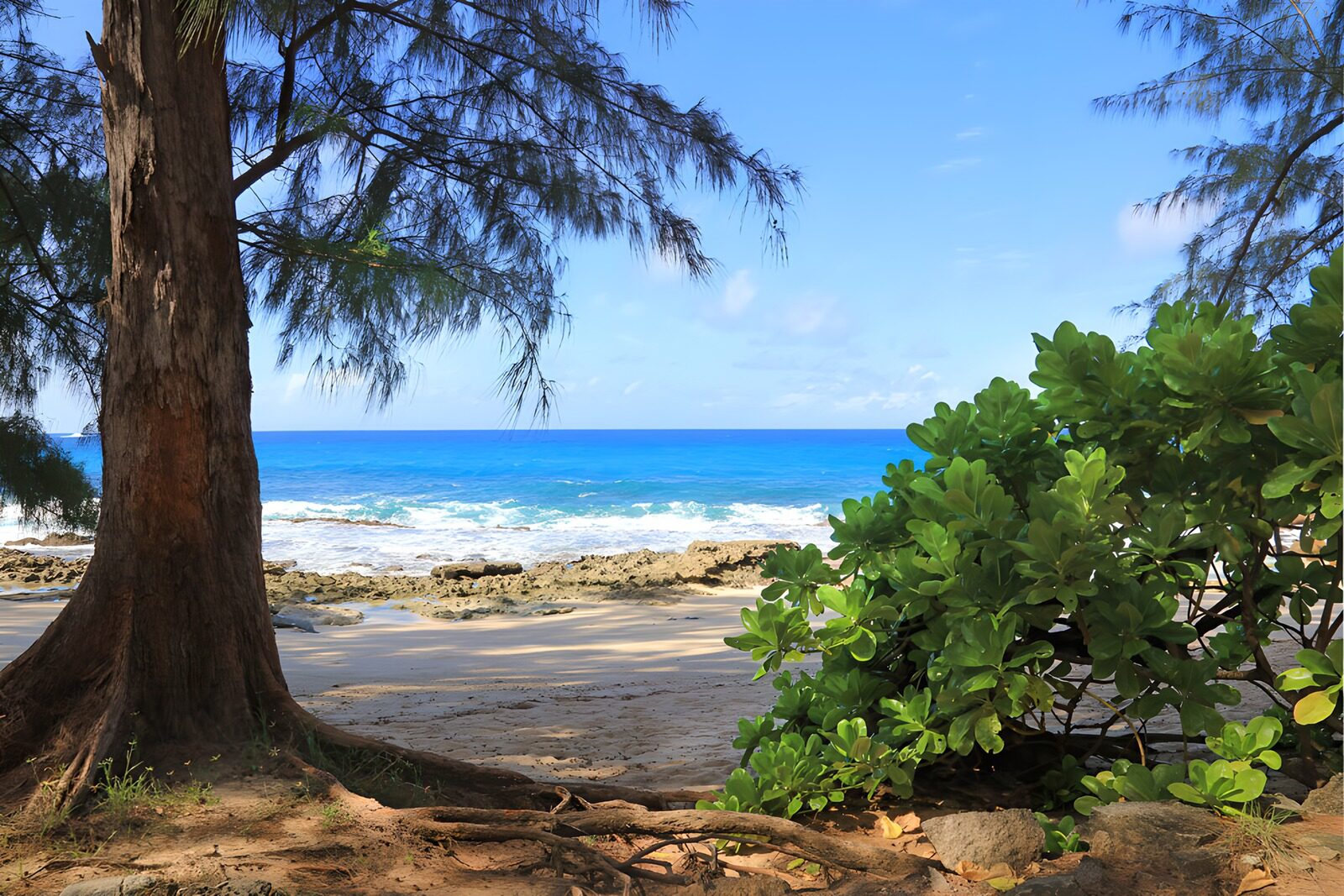 TPFR40986: Plage tranquille sous les arbres