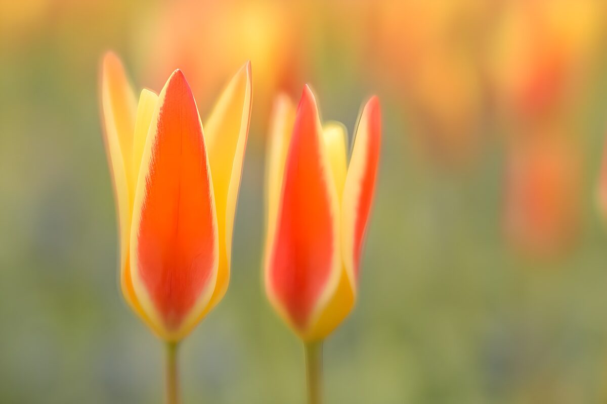 TPFR54029: Tulipes vibrantes en fleurs de printemps
