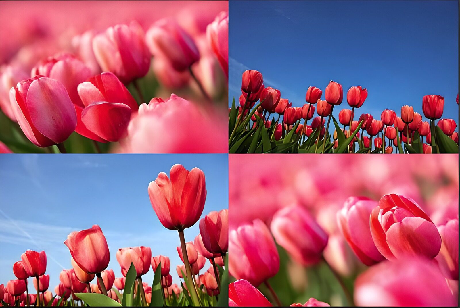 TPFR72055: Photo de fleurs 23