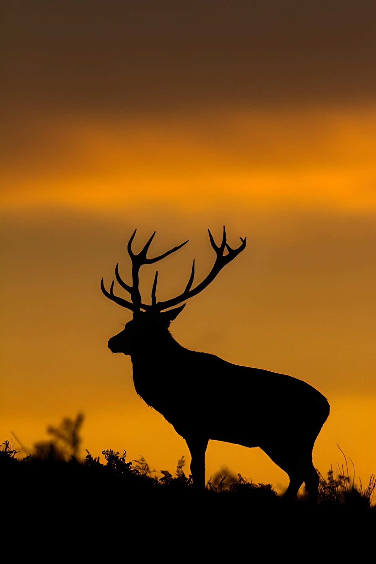 TPFR87115: Cerf majestueux au crépuscule