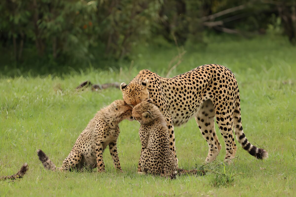 Famille de guépards en tendresse