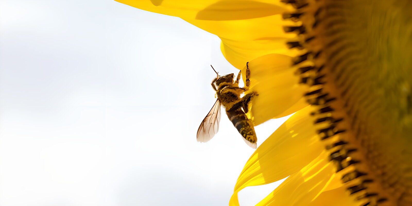 TPFR16692: Abeille sur un tournesol éclatant
