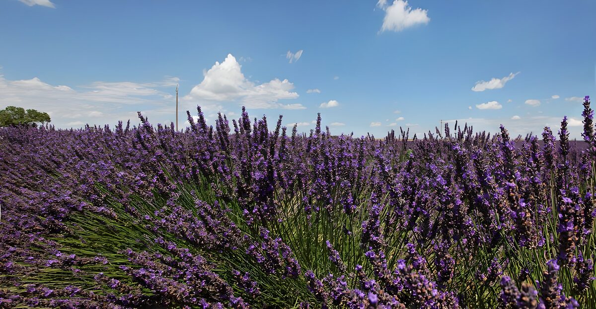Champs de lavande en pleine floraison