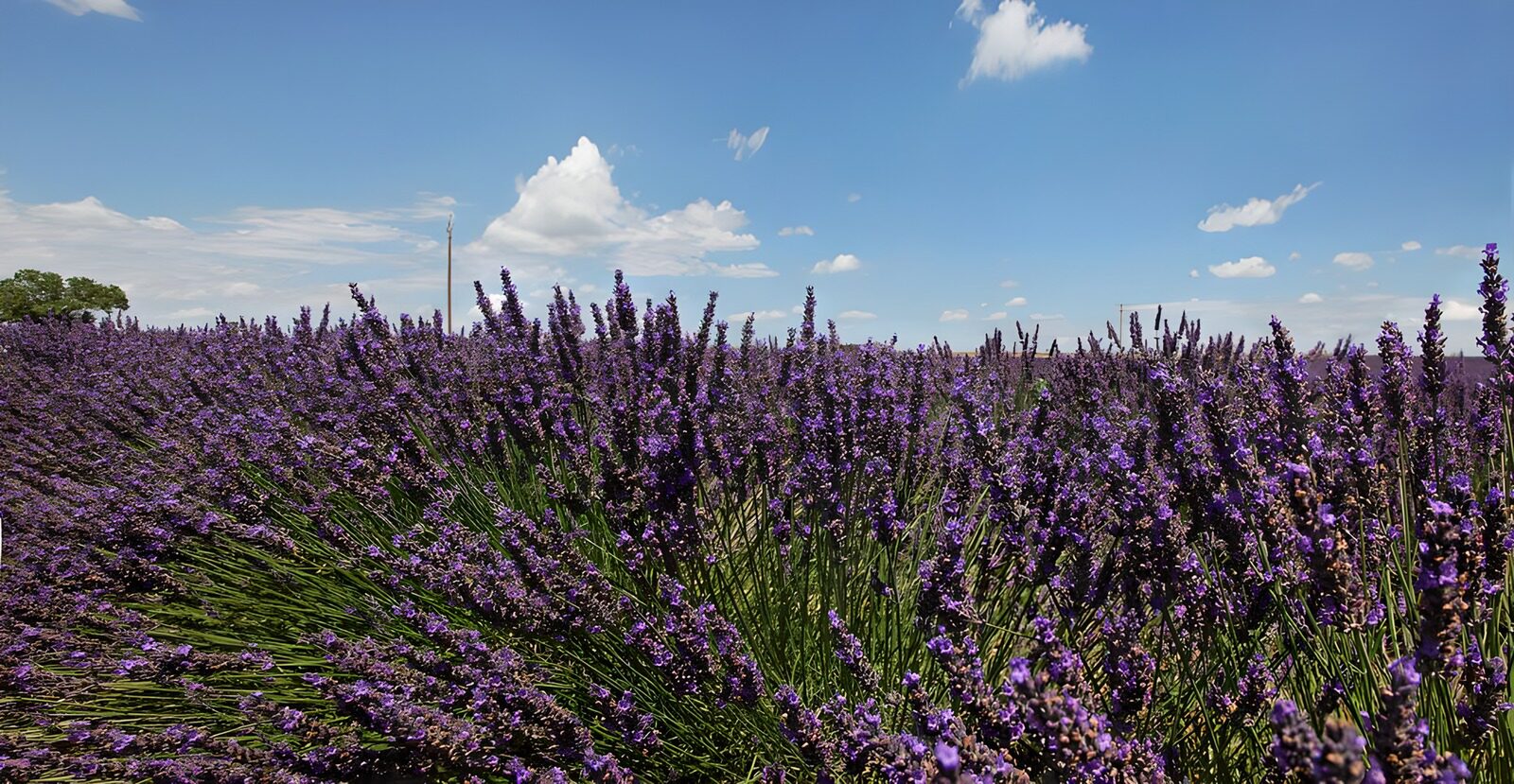 TPFR62208: Champs de lavande en pleine floraison
