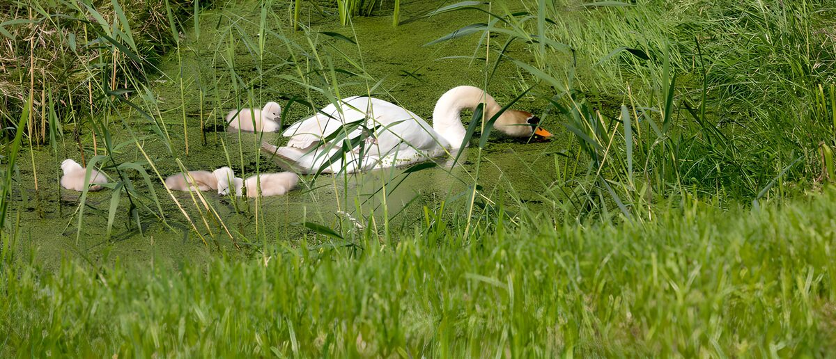 TPFR44780: Des cygnes dans les eaux vertes
