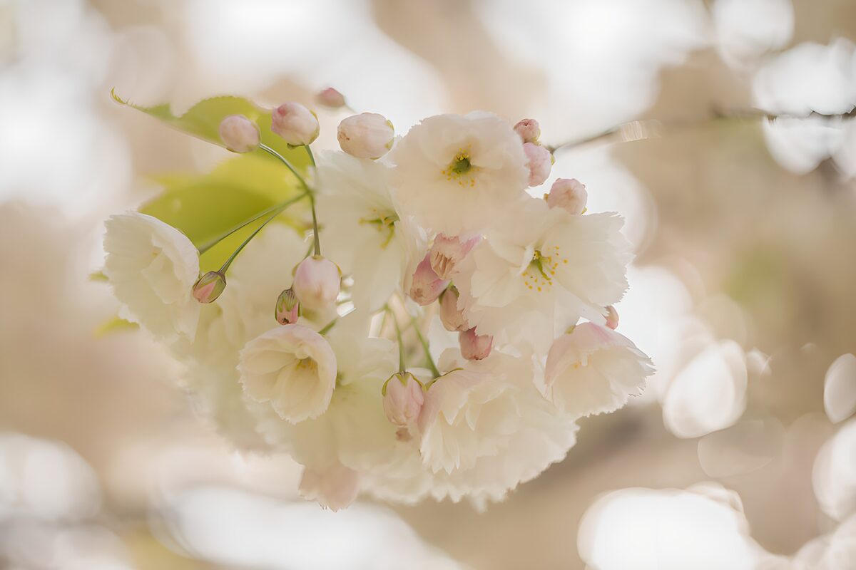 Fleurs de cerisier en fleurs délicates
