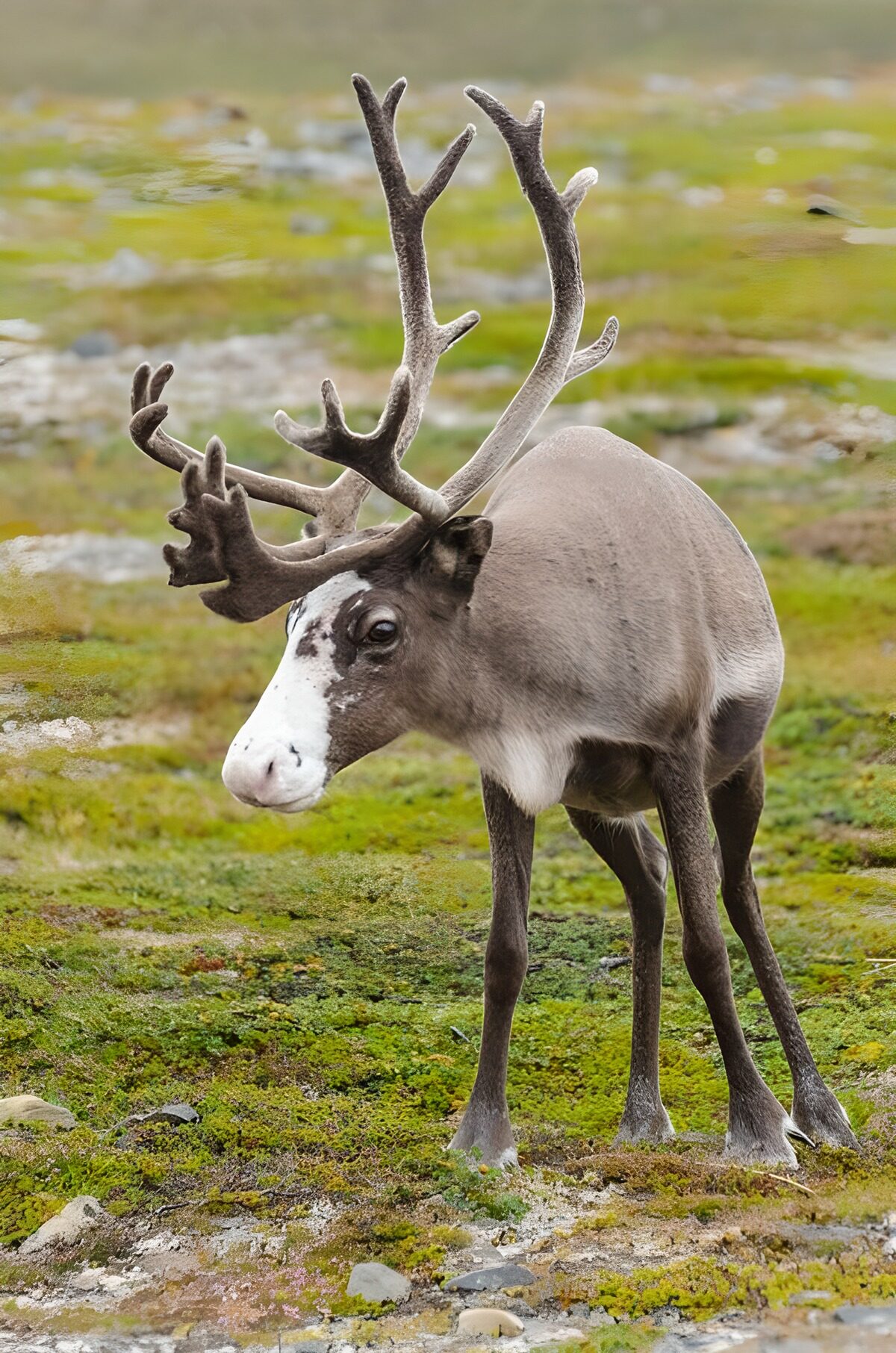 TPFR46364: Renne majestueux dans son habitat naturel