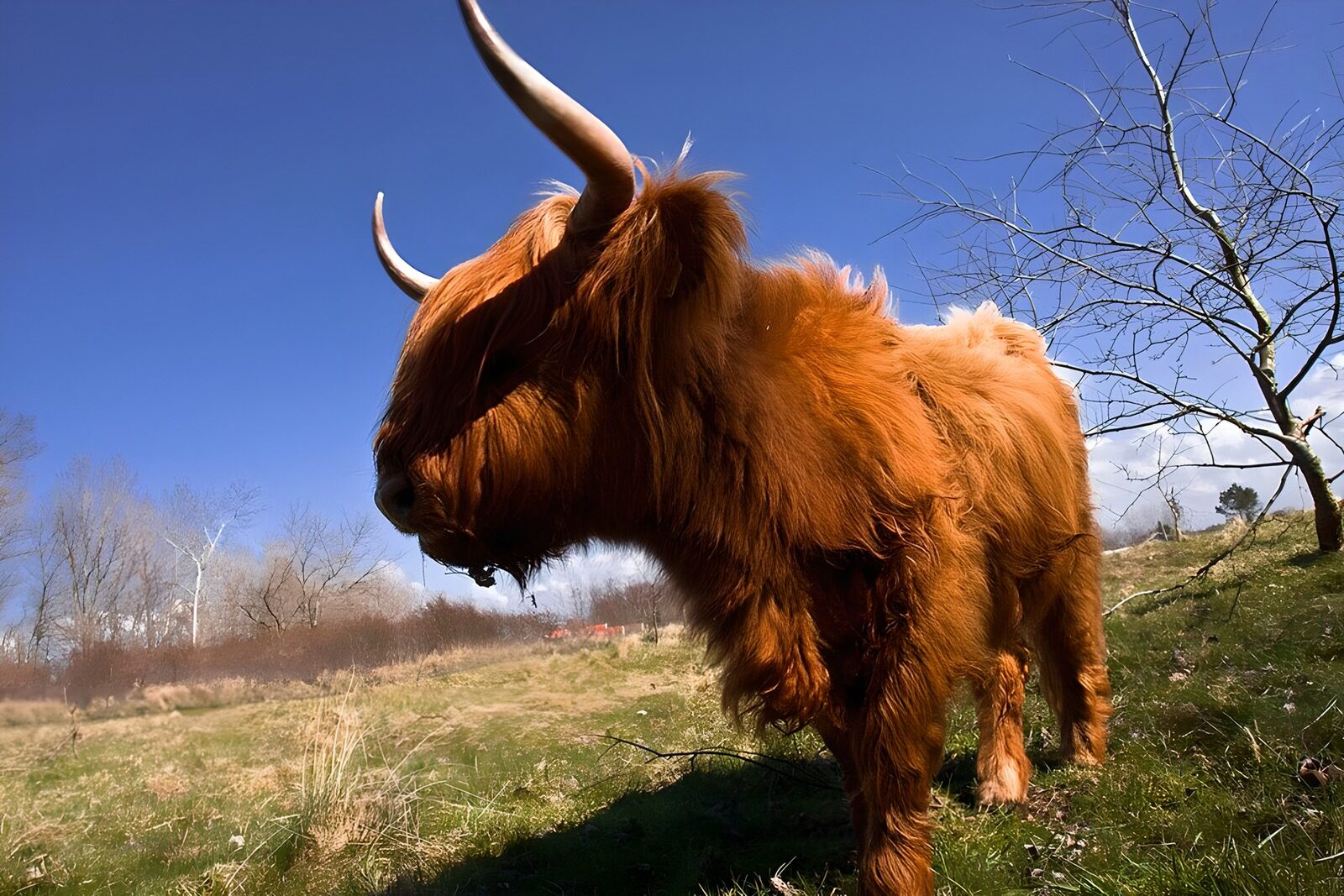 TPFR48171: Vache Highland dans le pré ensoleillé