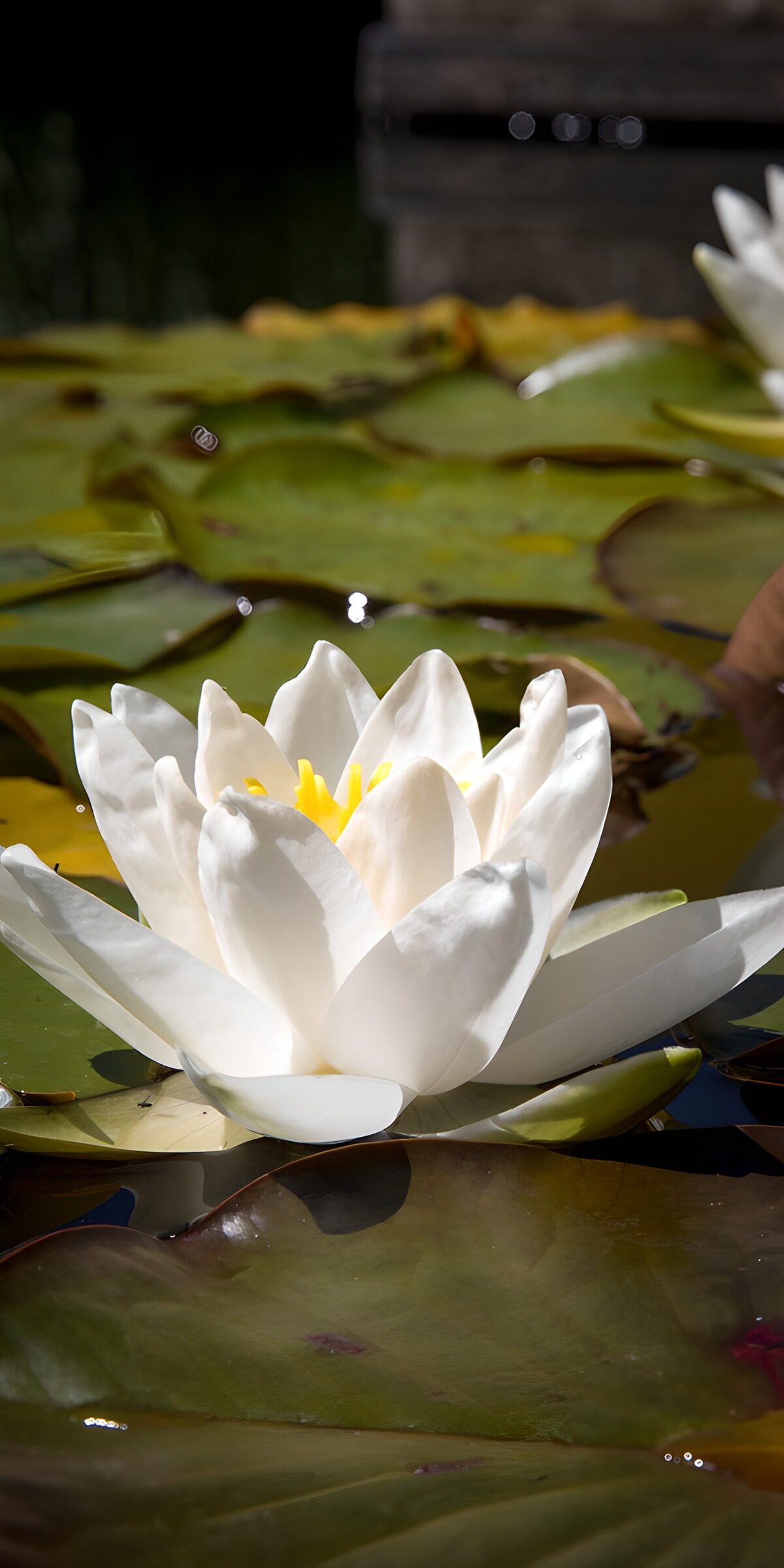TPFR69265: Fleur de nénuphar sur l'eau paisible