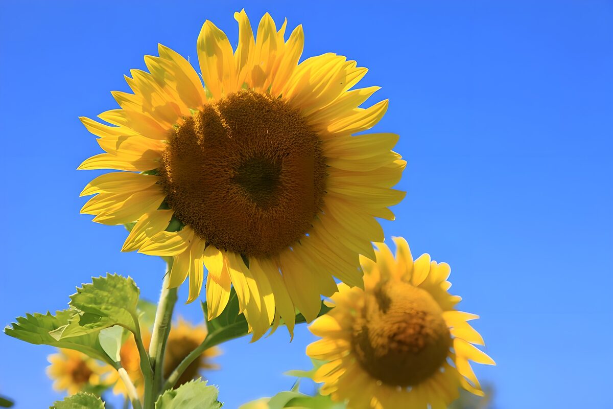 TPFR22487: Tournesols éclatants sous le ciel bleu