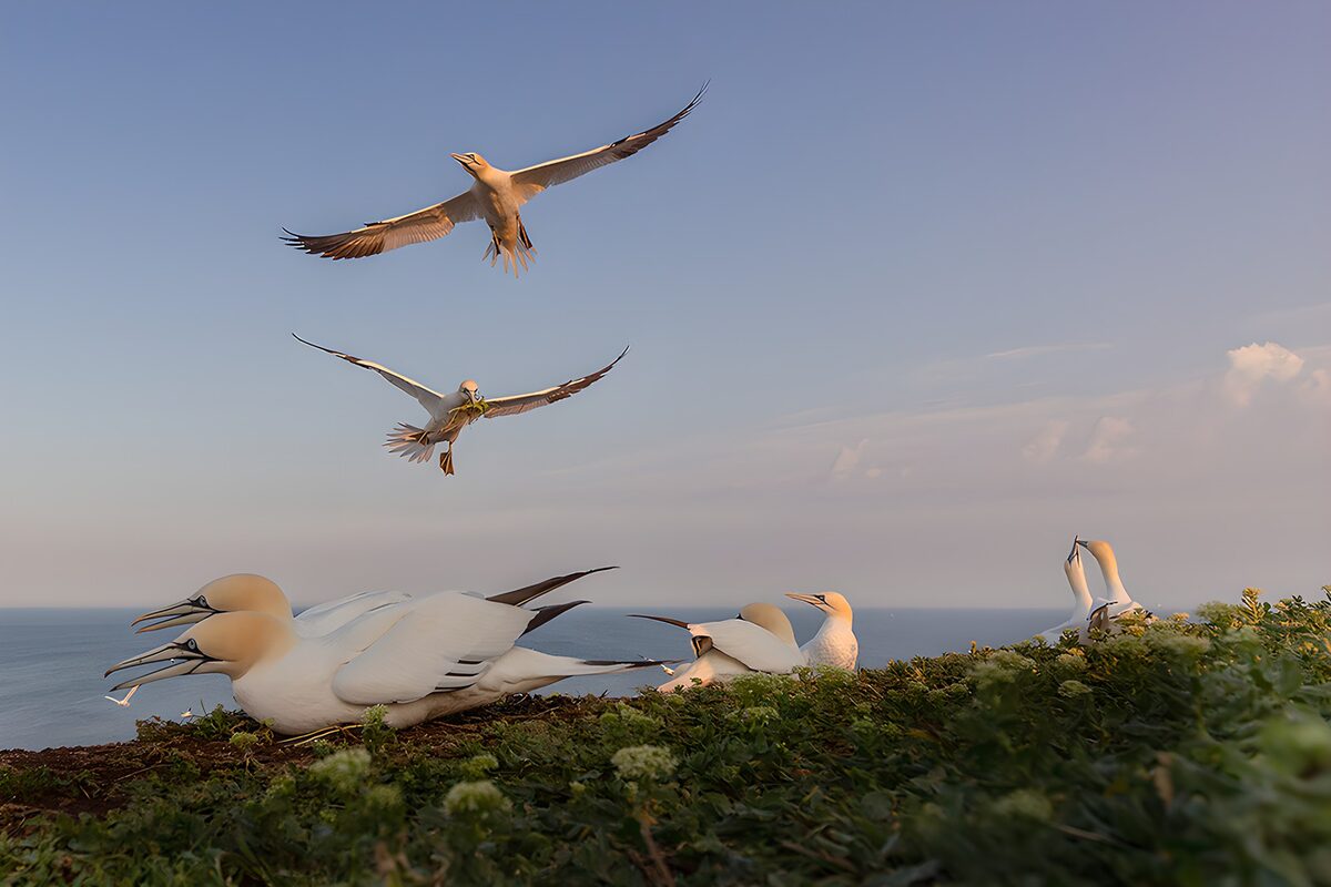 Oiseaux marins sur la falaise au coucher de soleil