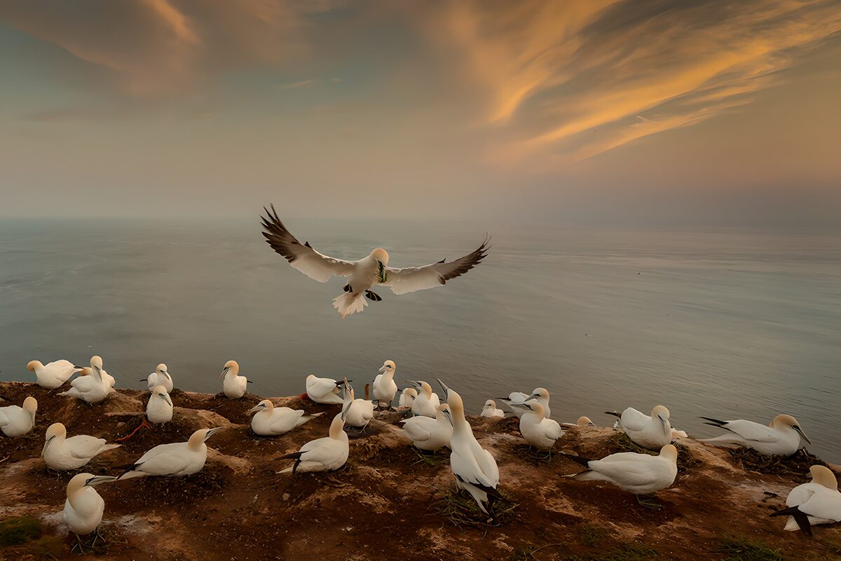 TPFR55894: Oiseaux de mer au coucher du soleil