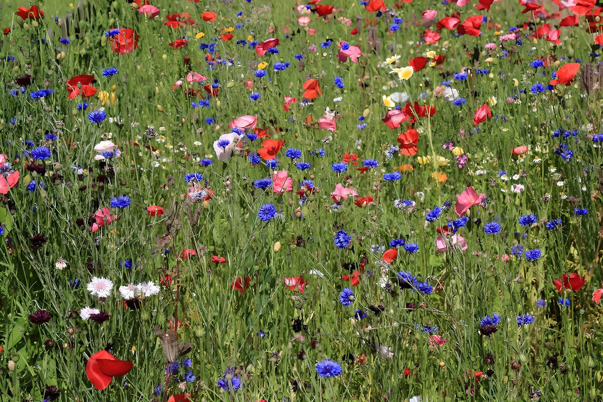 TPFR83626: Champ de fleurs colorées en été
