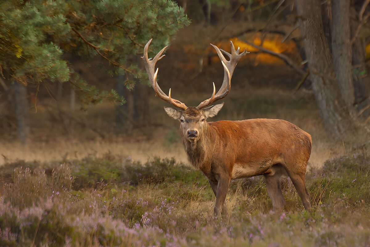 Cerf majestueux dans la forêt