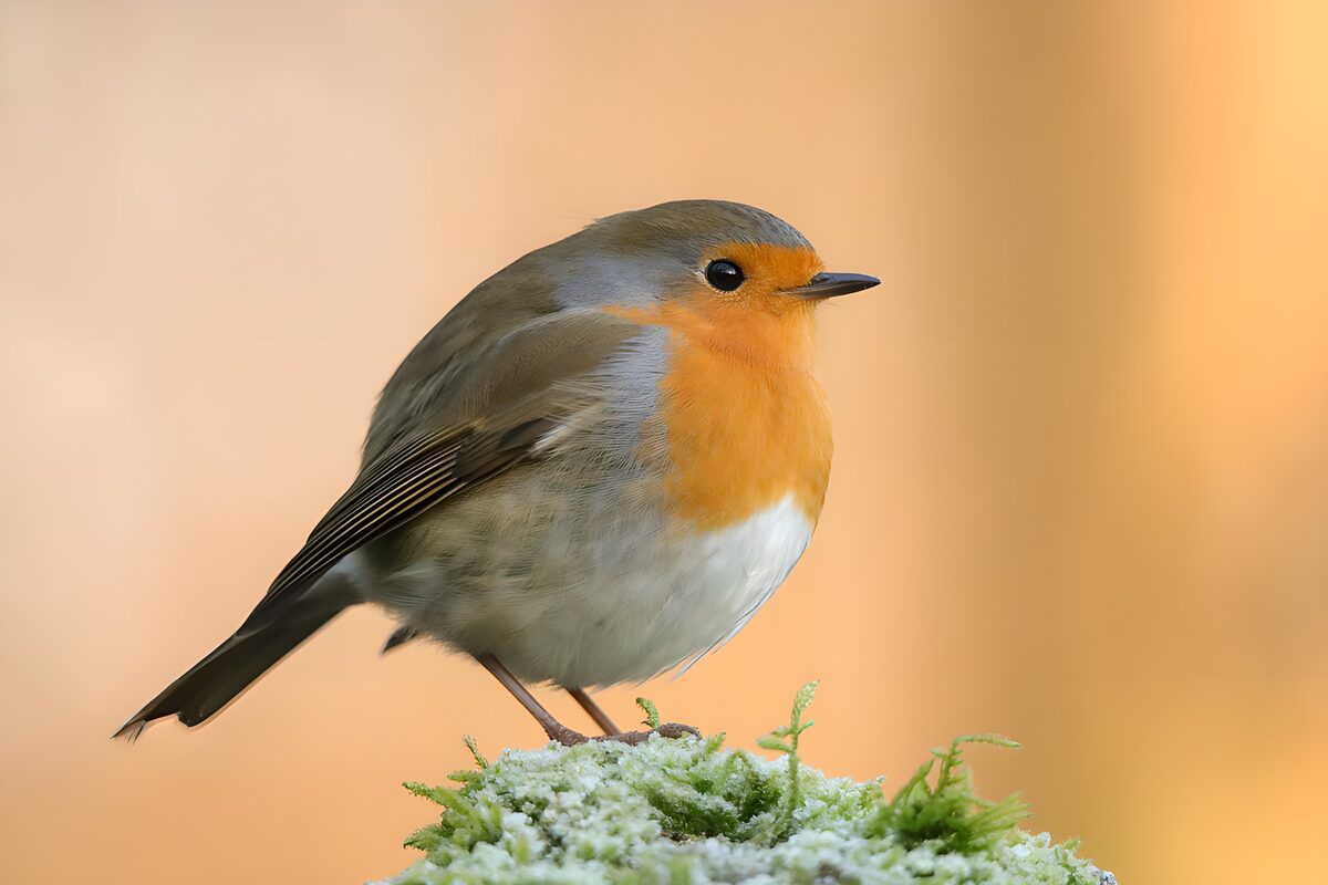 Rouge-gorge sur un lit de mousse