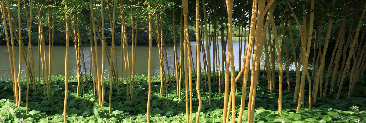 TPFR81592: Forêt de bambou près de l'eau