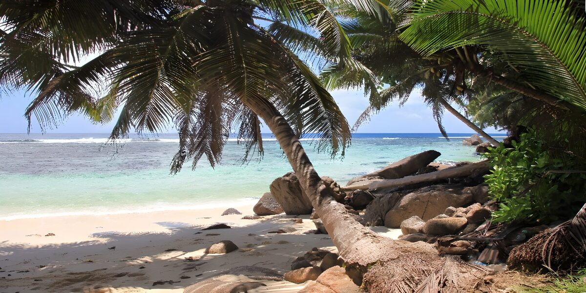 TPFR67541: Plage paradisiaque aux palmiers