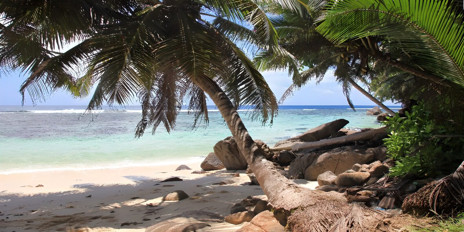 TPFR67541: Plage paradisiaque aux palmiers