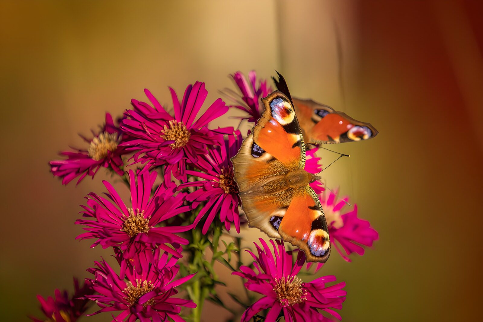 TPFR86319: Papillons sur des fleurs roses