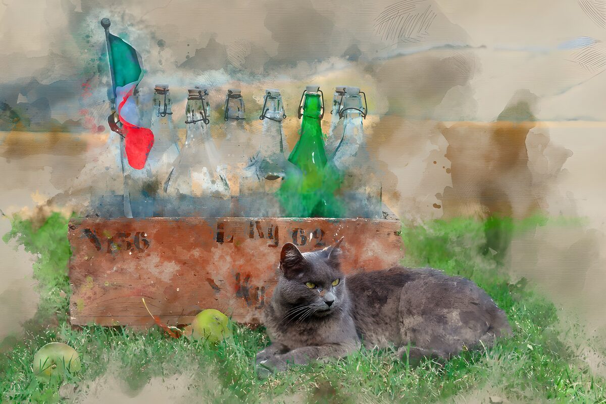 TPFR14908: Chat gris et bouteilles vintage