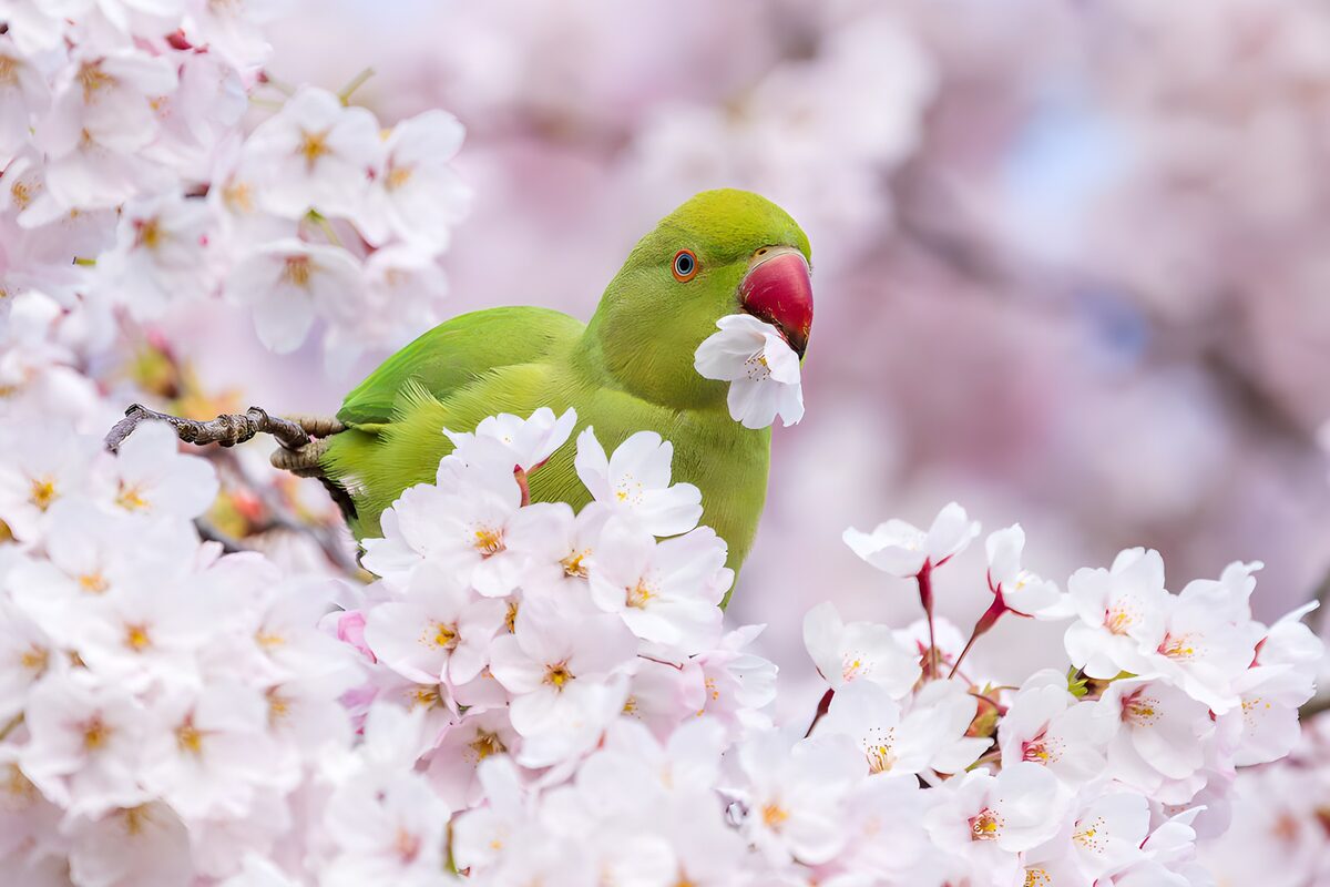 TPFR58659: Perroquet parmi les cerisiers en fleurs