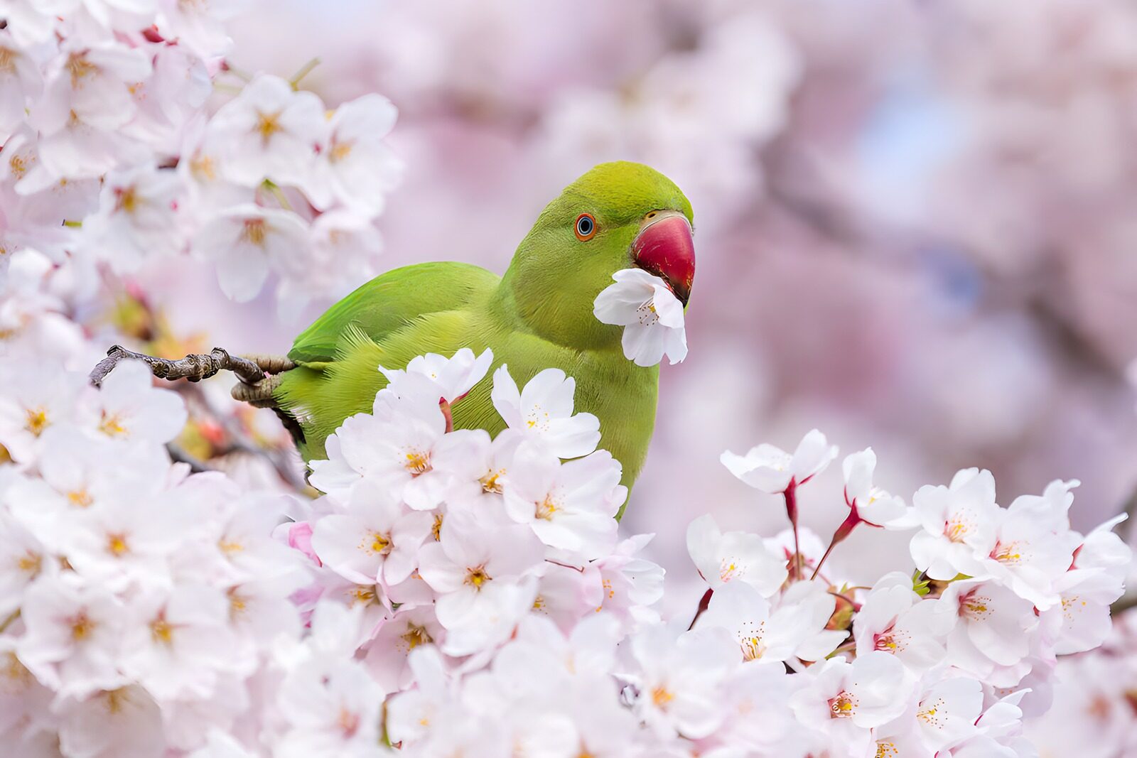 TPFR58659: Perroquet parmi les cerisiers en fleurs