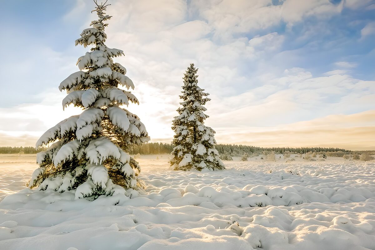 TPFR26255: Paysage d'hiver enchanté