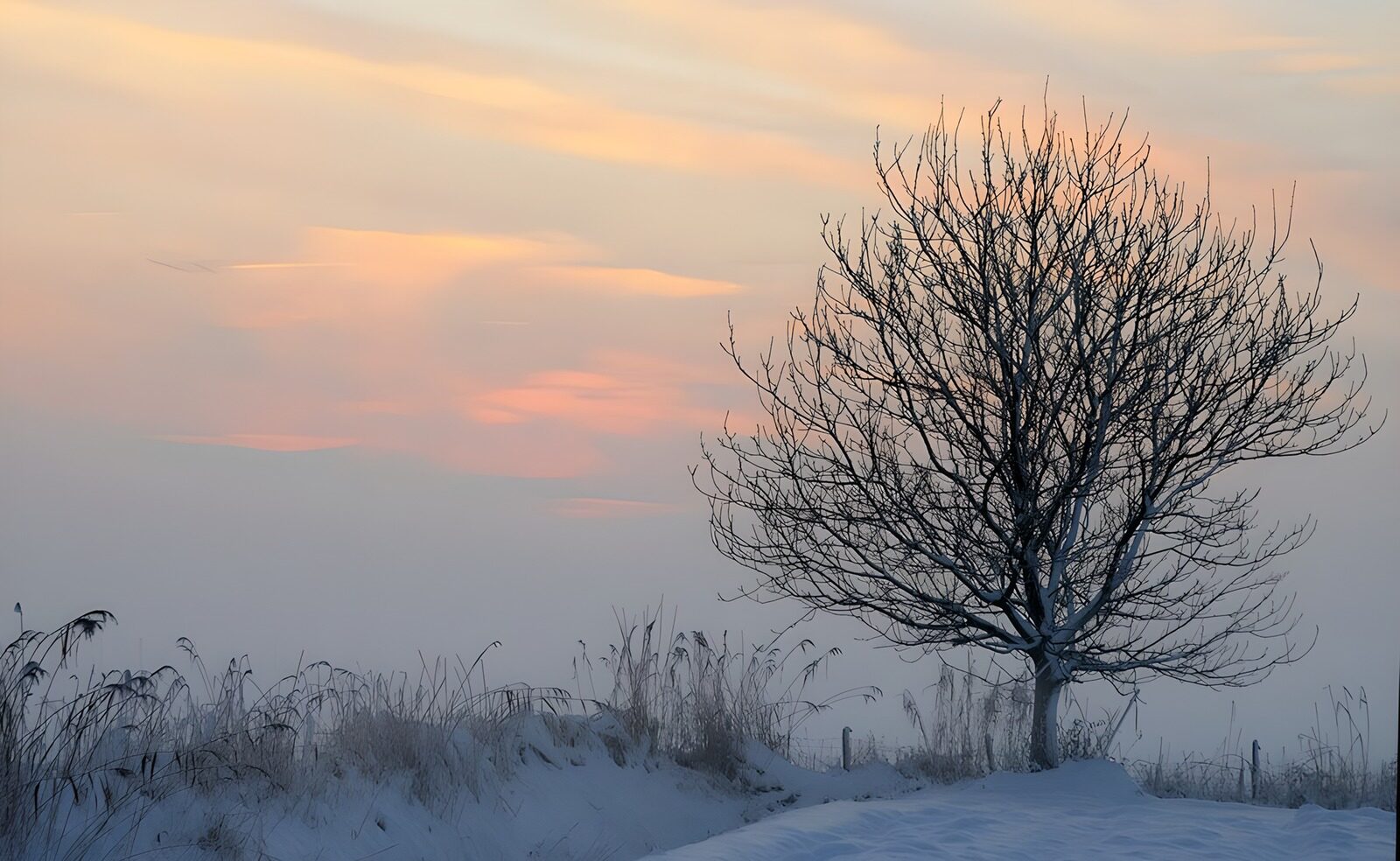 TPFR73721: Arbre solitaire sous un ciel d'hiver