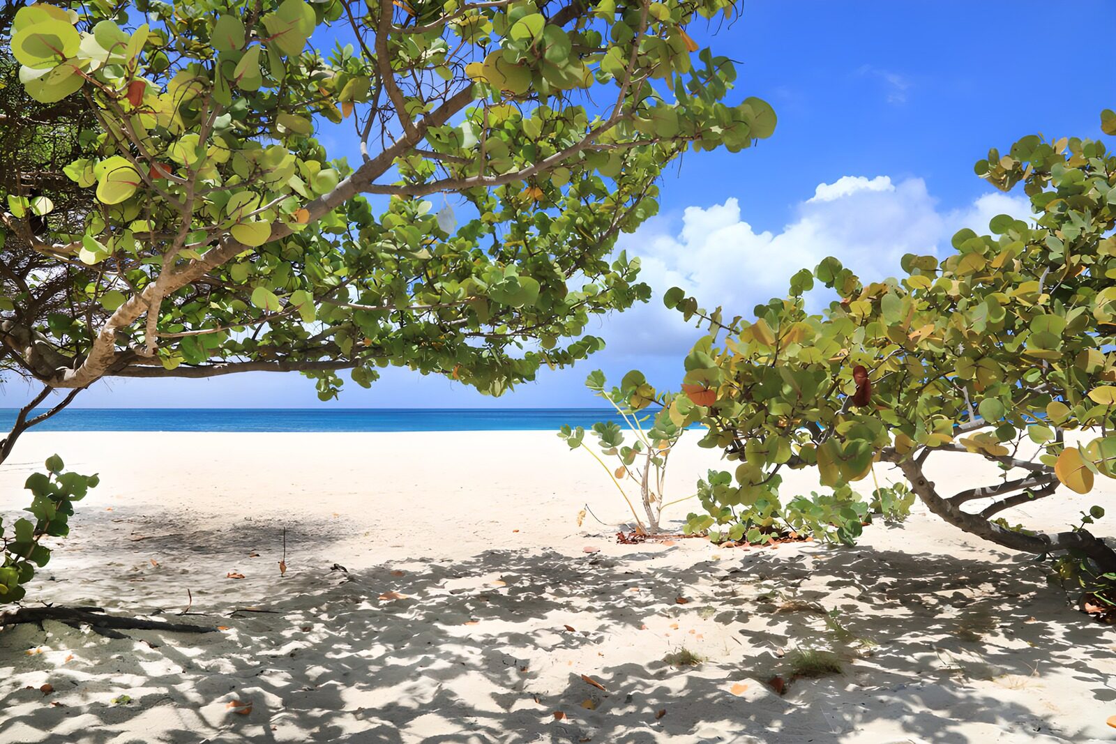 TPFR96621: Plage paisible sous les arbres