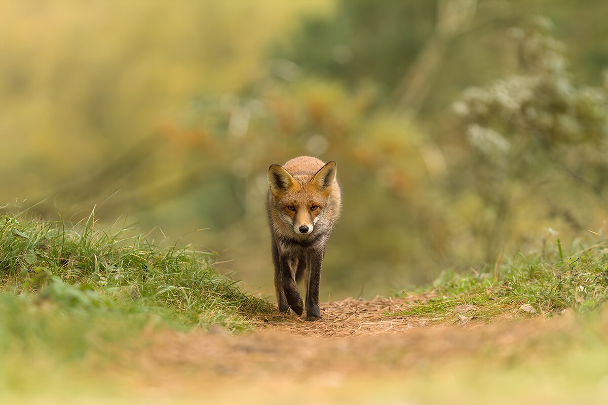 Renard dans la nature