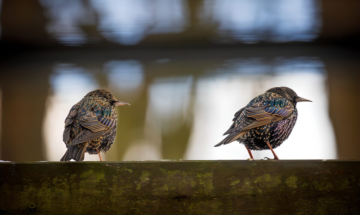 TPFR93238: Deux étourneaux sur une poutre