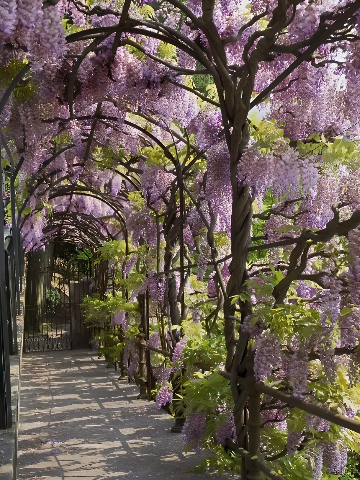 TPFR57138: Allée de glycines en fleurs