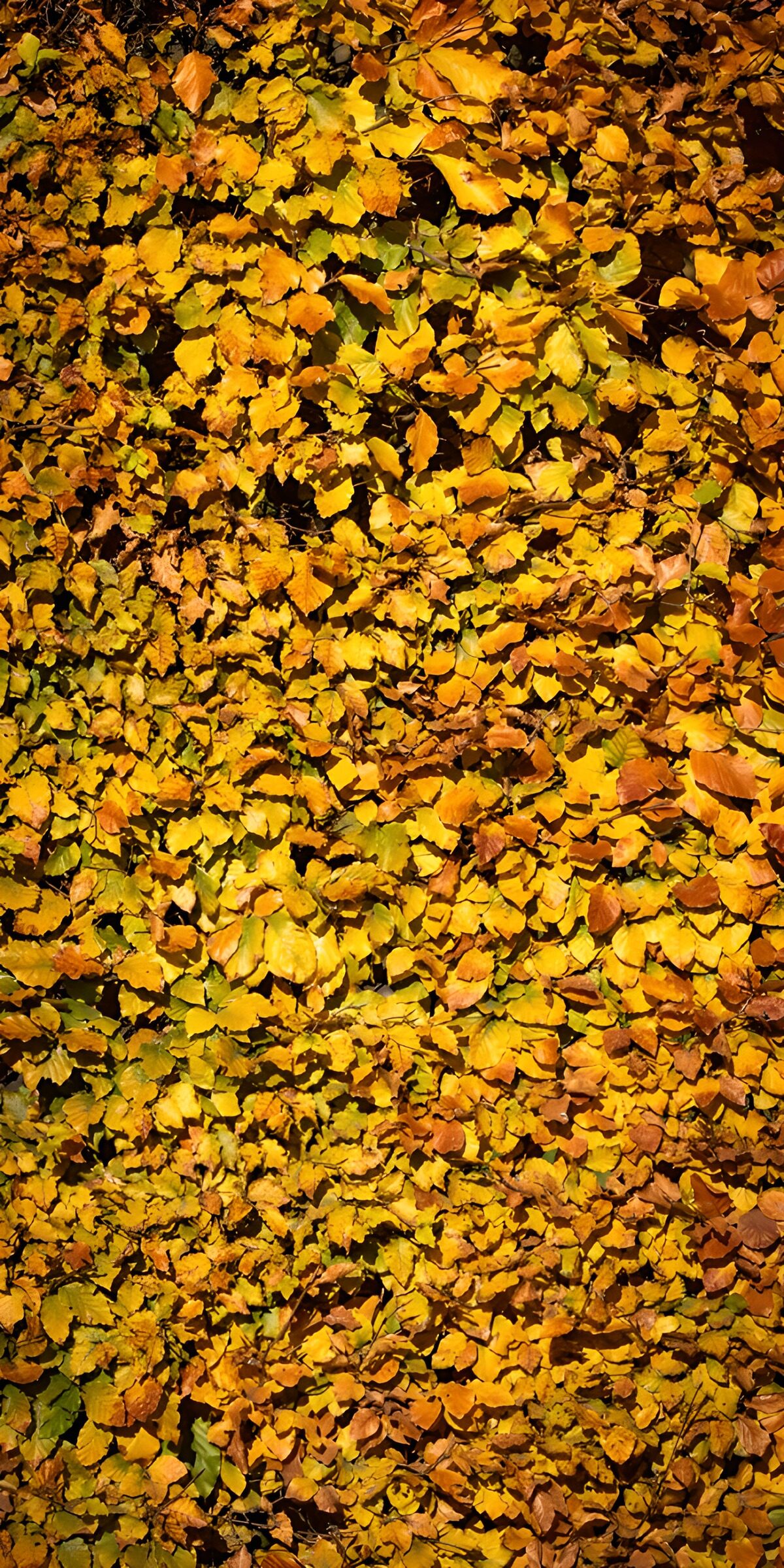 TPFR16998: Feuilles d'automne dorées