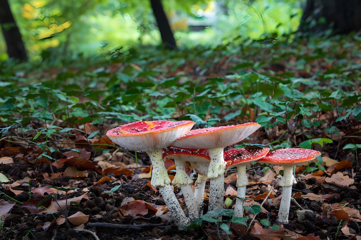 TPFR83818: Champignons rouges sous les arbres