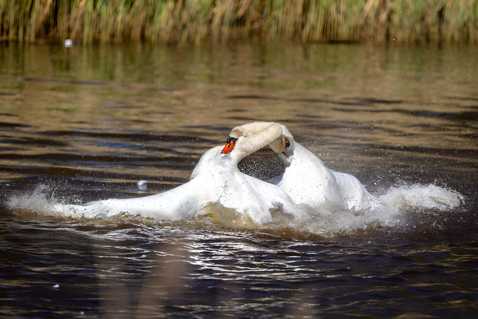 TPFR64132: Combat de cygnes au bord de l'eau