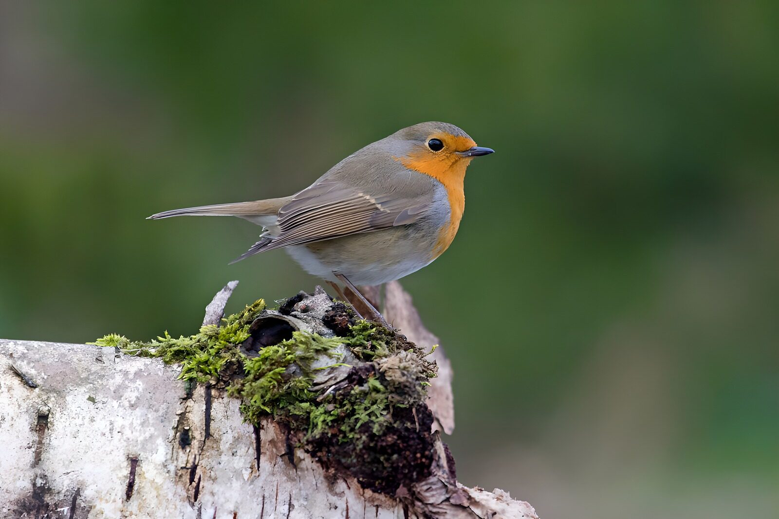 TPFR16914: Rouge-gorge sur une branche