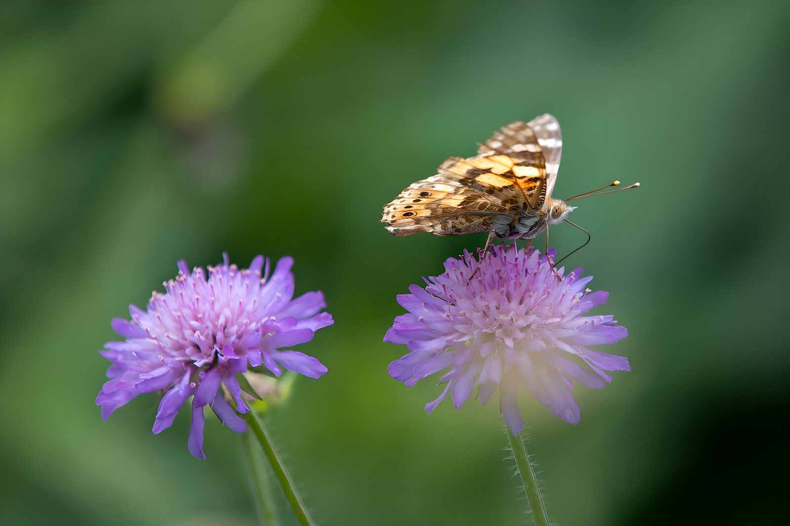 TPFR51861: Papillon sur des fleurs violettes