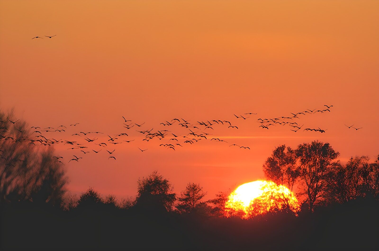 TPFR28241: Lever de soleil avec des oiseaux en vol