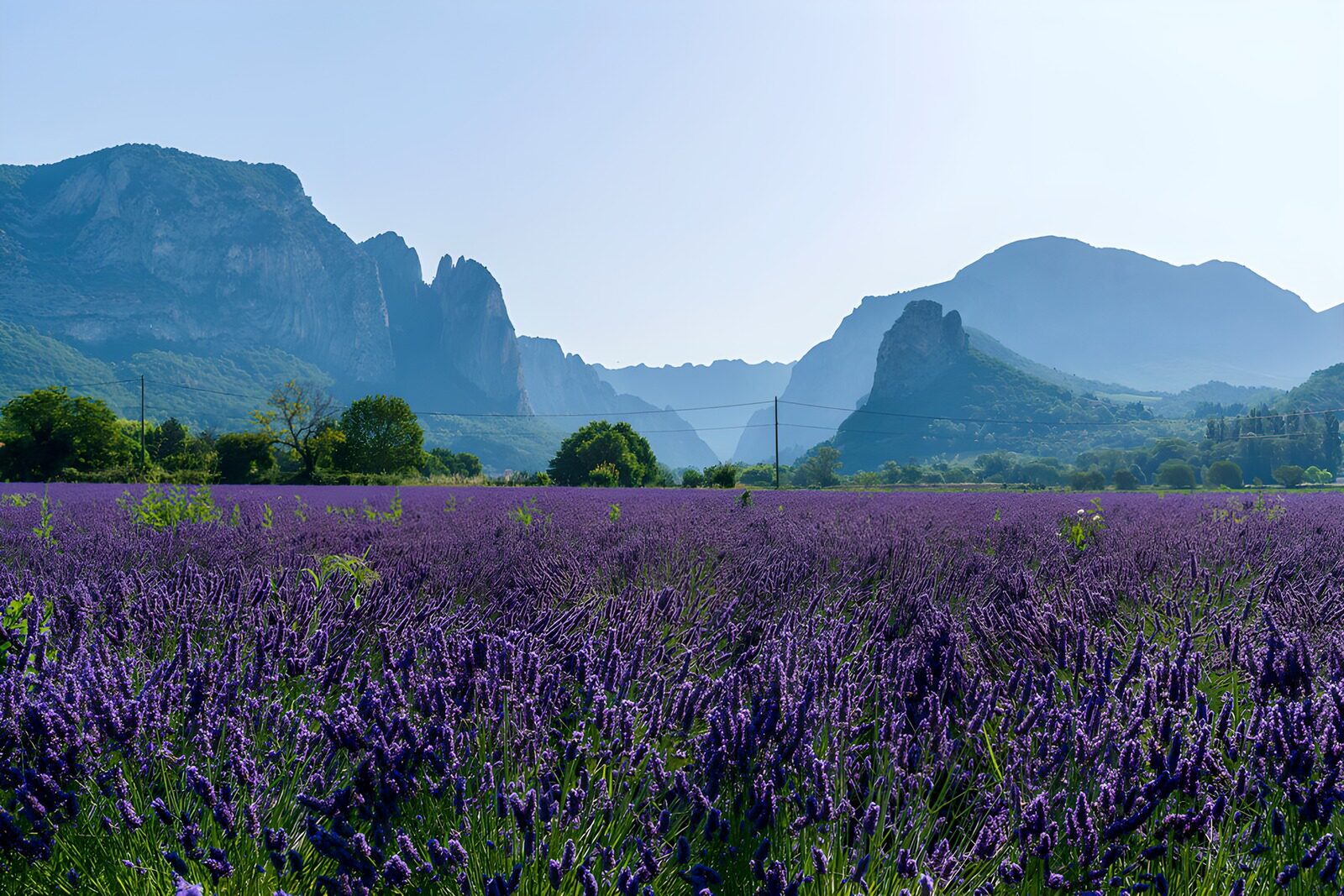 TPFR33566: Champs de lavande sous les montagnes