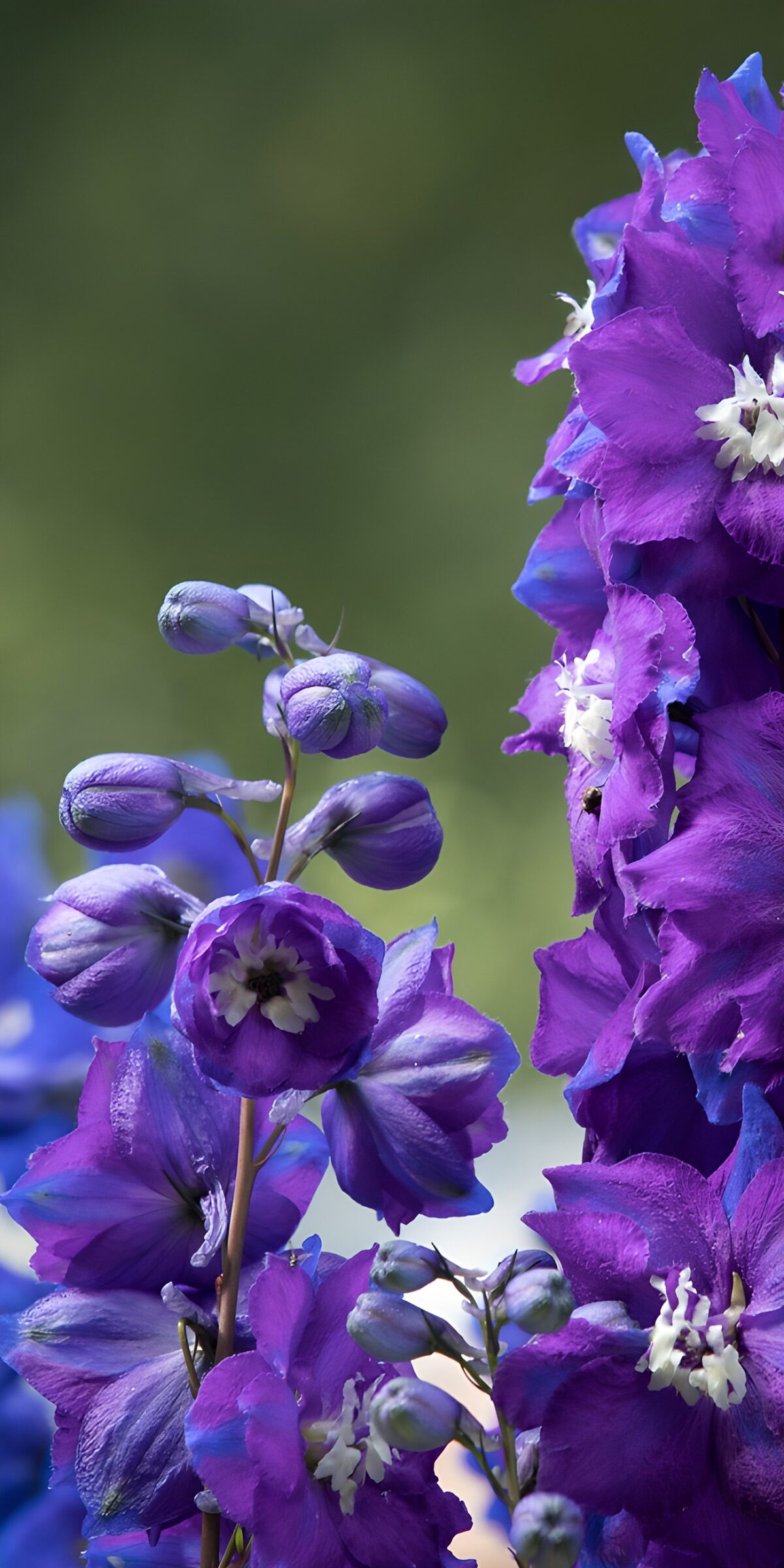 TPFR56216: Fleurs de delphinium en violet