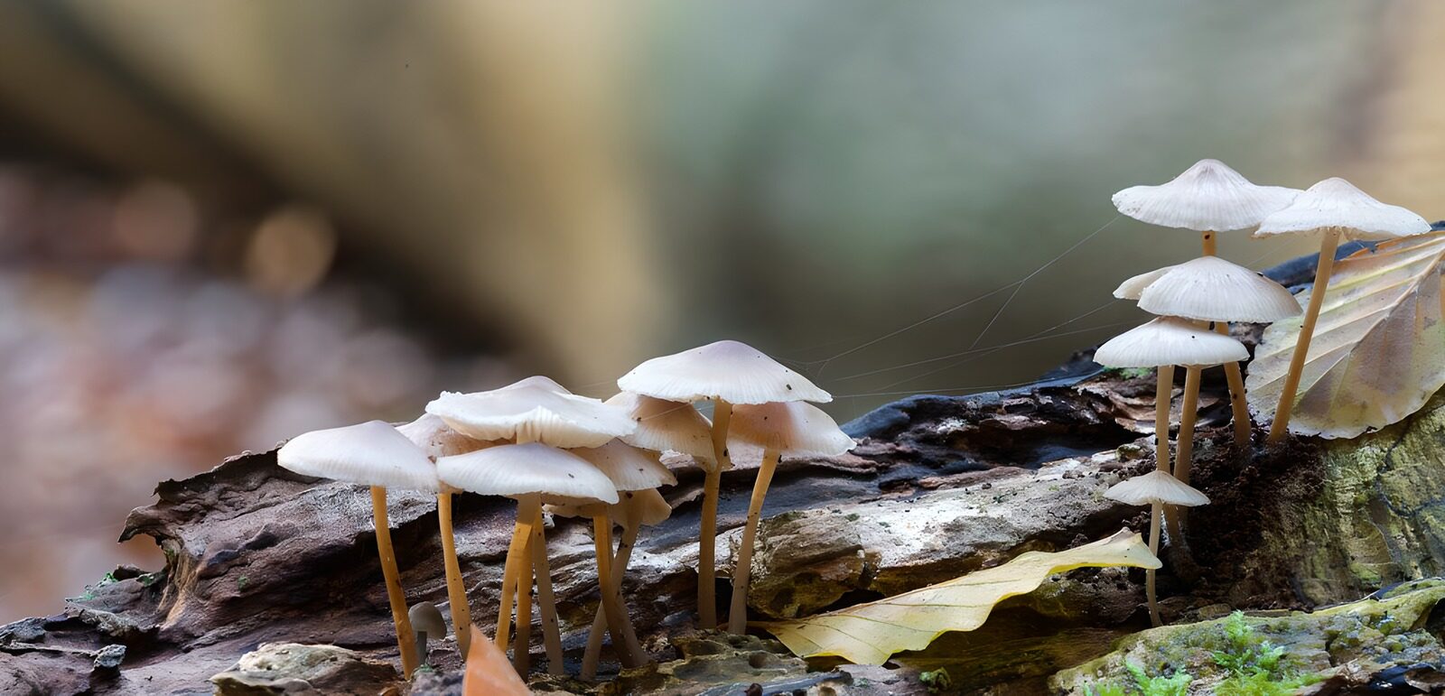 TPFR16873: Champignons sur un tronc d'arbre