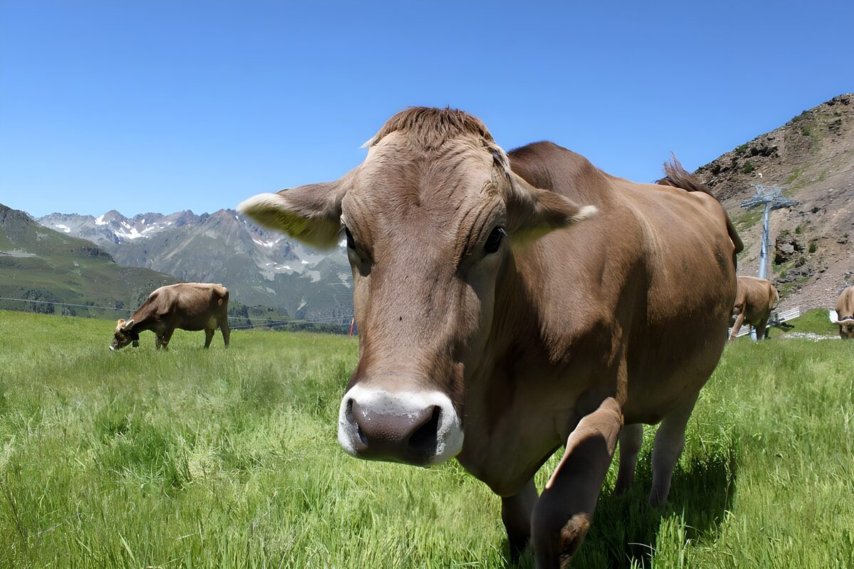 TPFR13000: Vache brune dans un alpage