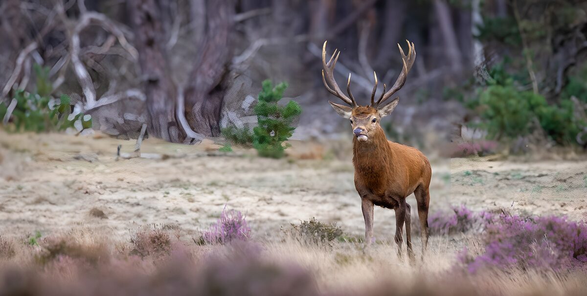 Cerf majestueux dans la forêt