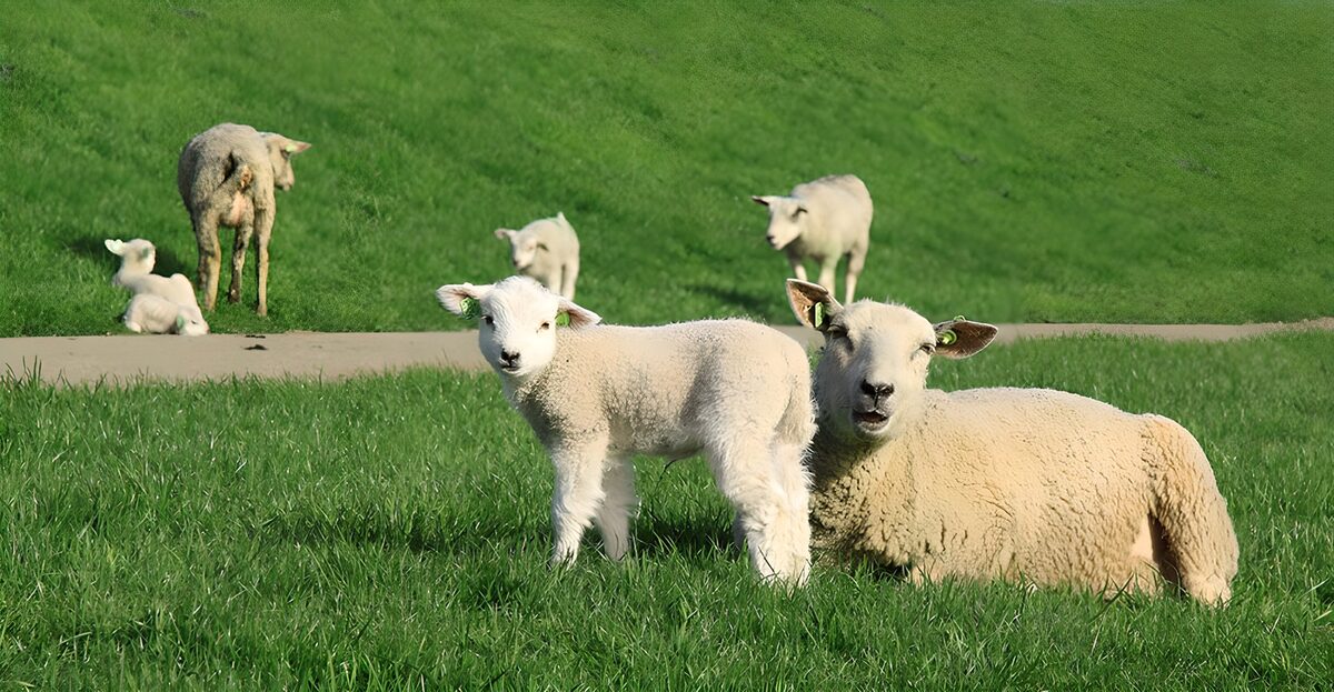 Moutons et agneaux dans le pré